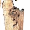 Burr Elm 200x100cm Thumbnail