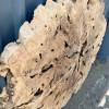 150cm Diameter Olive Root (DRV22) Thumbnail