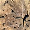150cm Diameter Olive Root (DRV22) Thumbnail