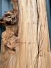 240 x 120 Light Burr Elm (DRV27) Thumbnail