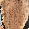 200 x 100 Full Burr Elm (DRV30) Thumbnail