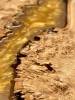 Burr Oak & Molten Gold River Dining Table Thumbnail