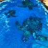 Burr Oak Sealife Extending River Dining Table Thumbnail